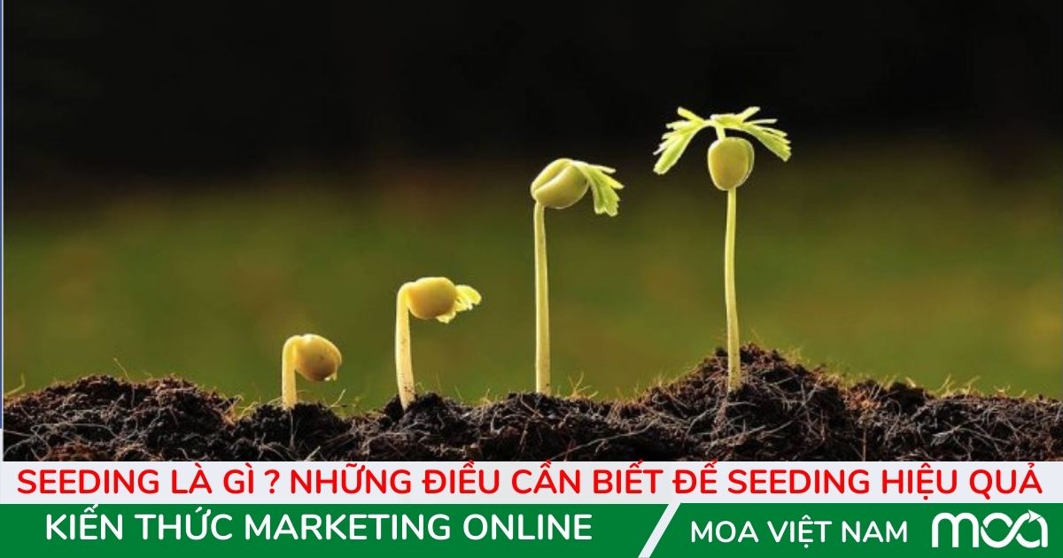 Seeding là gì  Những điều cần biết để Seeding hiệu quả Seeding là gì Những điều cần biết để Seeding hiệu quả